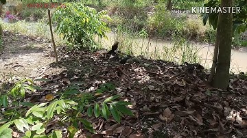 Bẫy Quốc Bằng Thòng || Kèo Xuyên Đôi Ở Vườn Xoài