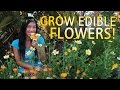 Edible Flowers You Can Grow