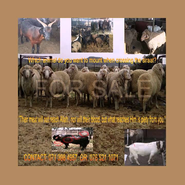 Big Qurbani animals in Durban - YouTube