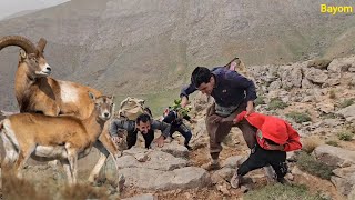 Jahanbakhsh's journey to find mountain herbs and encounter beautiful wild animals🐐🐑