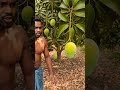 mango dance masala #visualreel #videomaker #fruit #mango #watermelon #funny #wevideo #videomakers