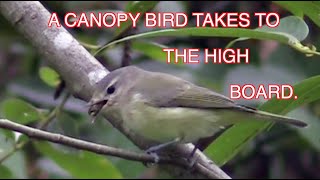 Warbling Vireo Diving: NARRATED
