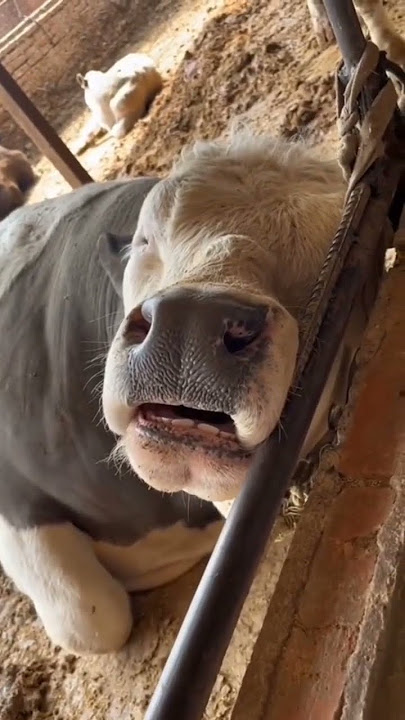 ini dia suara sapi kalau lagi tidur,ngorok keras bet #shorts #sapi #suarahewan #suarasapi #goat