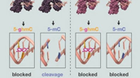 EpiMark 5 hmC and 5 mC Analysis Kit Protocol Animation