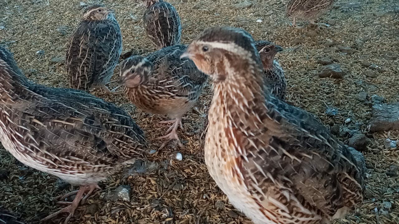 male quail sounds quails YouTube