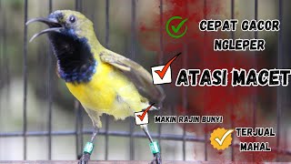 PANCINGAN SOGON GACOR ATASI SOGON TROTOL MACET LANGSUNG BUNYI PAGI SIANG MALAM part 58