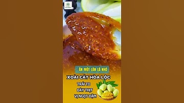 Cây Giống Xoài Cát Hòa Lộc Trái To Thơm Ngon#cáthoàlộc #xoàigiống #NhàVườnĐạtNhung