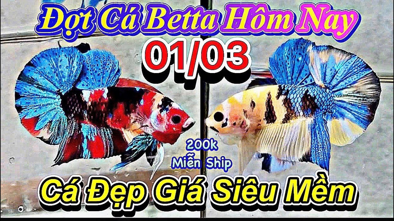 ❤️01/03/2026_Clip Betta Mới Đầu Tháng_Giá Chỉ Từ 50k_Form Siêu Gấu_Size Siêu Khủng_Vip_Hàng Giống❤️