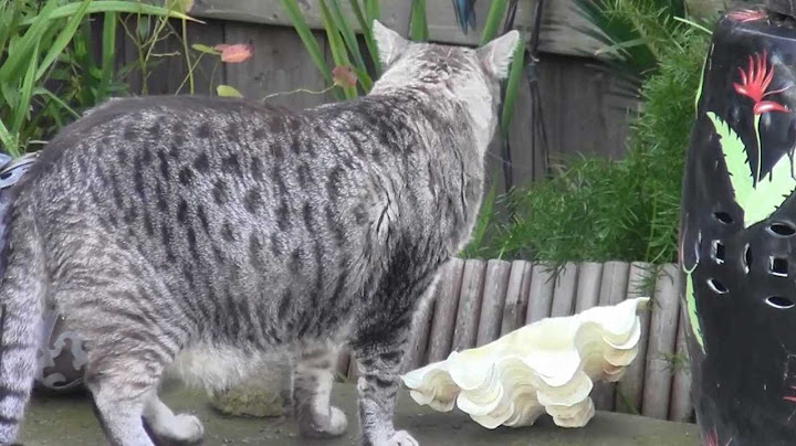 Watch the video about Bengal Cat Snow Leopard After the Rain