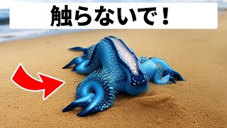 ビーチでこの生き物を見かけたら、距離を置こう！