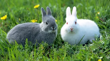 ¿A qué edad se considera viejo un conejo?