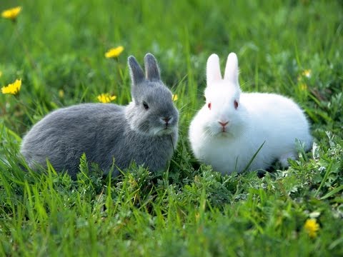 Video: Cómo Determinar La Edad De Un Conejo Decorativo