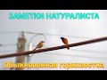 Обыкновенная горихвостка. Phoenicurus phoenicurus. ЗАМЕТКИ НАТУРАЛИСТА