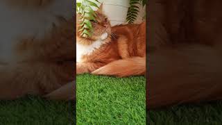 I am a plant! #mainecooncat #mainecoon #funnycat by Maine Coon Cookie 36 views 2 years ago 1 minute, 3 seconds