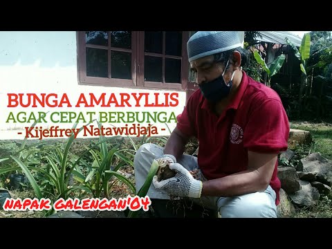  BUNGA  AMARYLLIS AGAR  CEPAT  BERBUNGA  YouTube