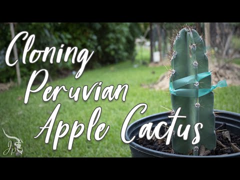 تصویری: کاکتوس ستونی چیست: رشد کاکتوس سیب پرو در باغ