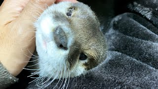 When I put out the kotatsu, the otter became lazy even more than the cat [Otter life Day 404]