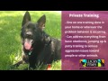 Dog Training Minneapolis - Lucky Paws Dog Training Dog Training Minneapolis - Lucky Paws Dog Training