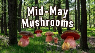 Mushroom Foraging  May 11th 2024  Scarletina bolete | Sutorius luridiformis #mushrooms #fungi