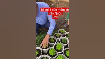 cúc mâm xôi Hàn Quốc vụ 2026