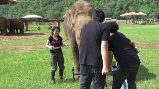 Elephant want to join interview with her favorite person  ElephantNews