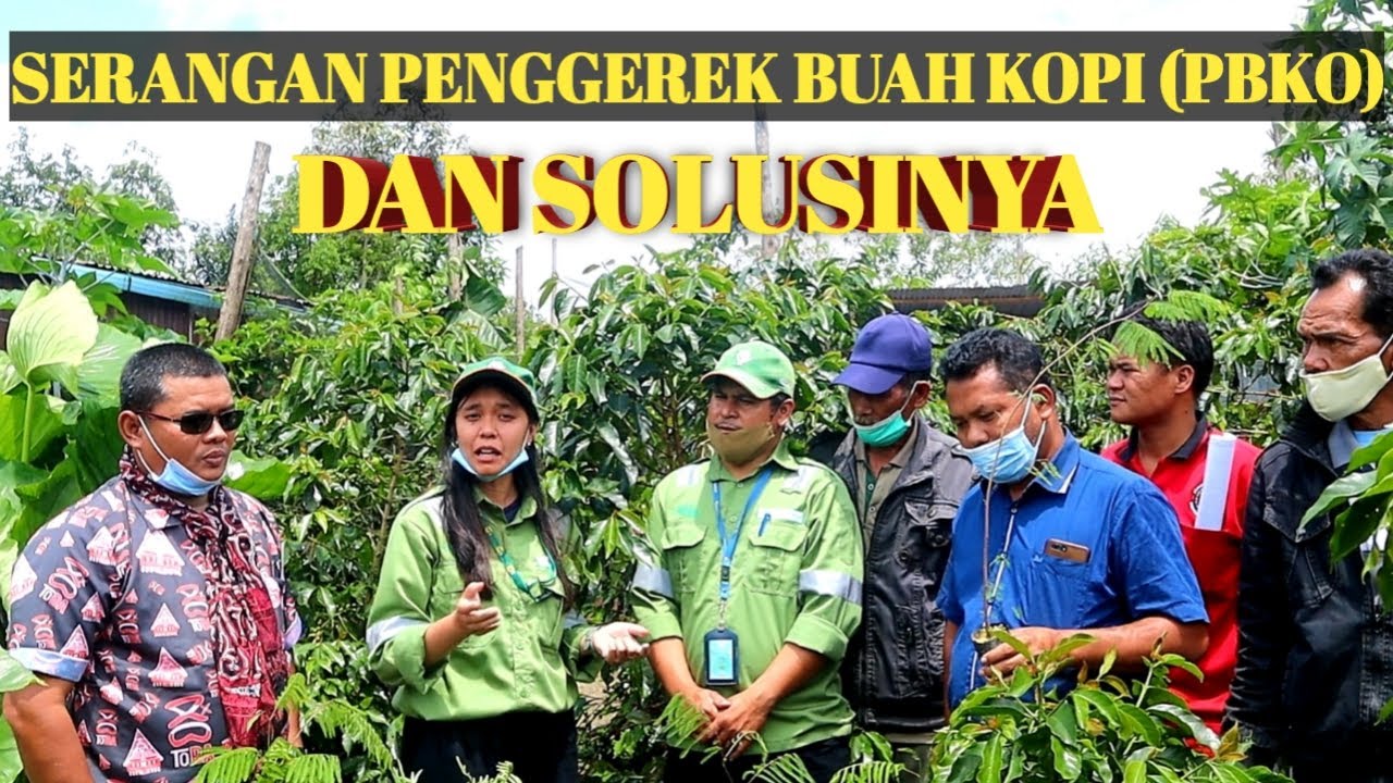 Begini Solusi Mengatasi Serangan Hama dan Penyakit Penggerek Buah Kopi (PBKO). #FilosopiKopi