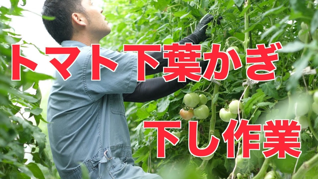 トマトの下葉かぎと下し作業 テレビ放送 421 Youtube