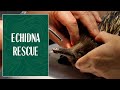 Echidna rescue