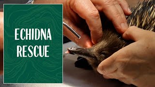 Echidna rescue