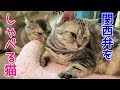 あんなとさちこの姉妹ケンカ　おしゃべりペット