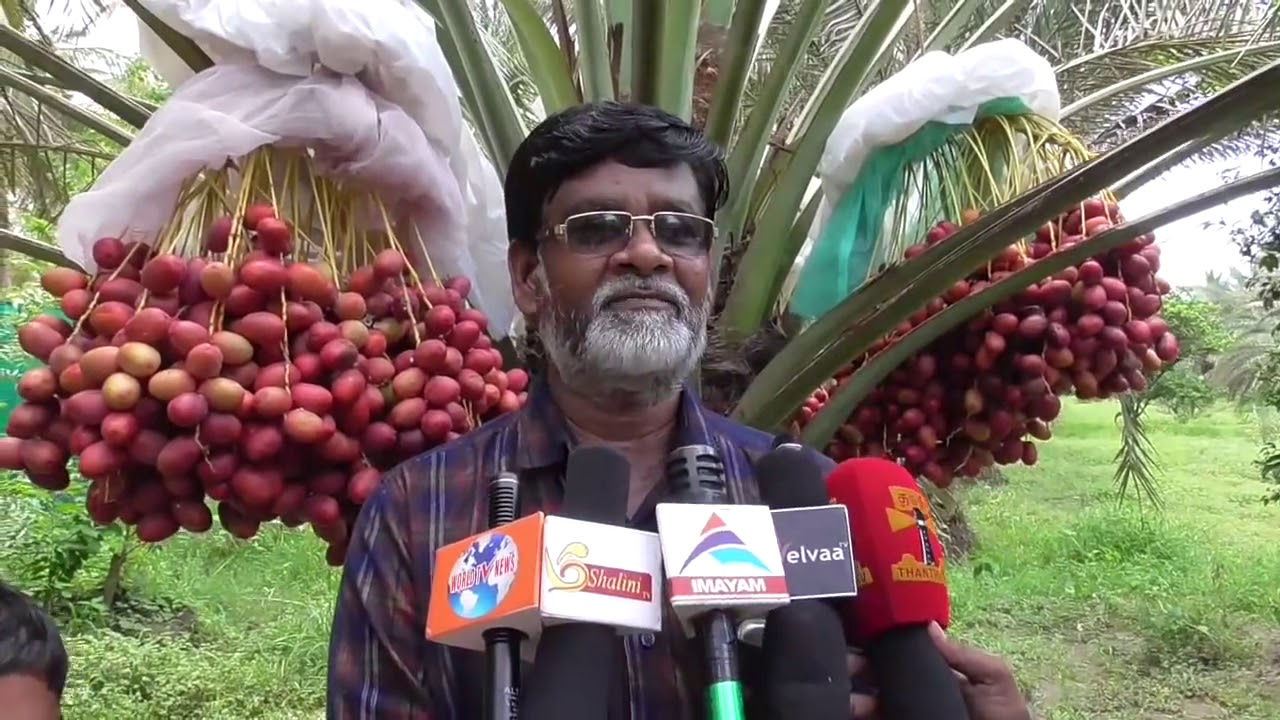 Dates Cultivation In TamilNadu YouTube