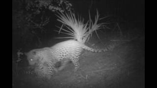 Leopard with cubs around camp on Bushnell 119435C