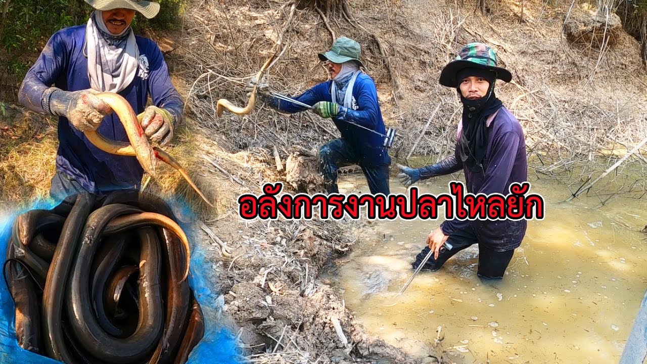 อลังการ เลาะแทงปลาไหล กับบ่าวป้อ มือแทงอันดับ1 มีแต่ไซร์ยักๆ นึกว่าอนาคอนด้า