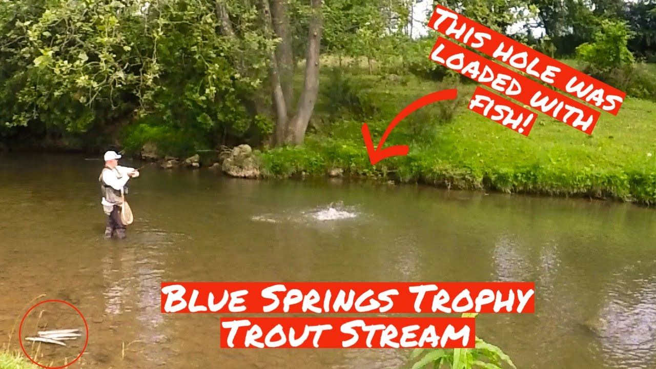 Non-Stop Action catching GIANT RAINBOWS @ Blue Springs TROPHY TROUT STREAM on Cripple Creek in SW VA