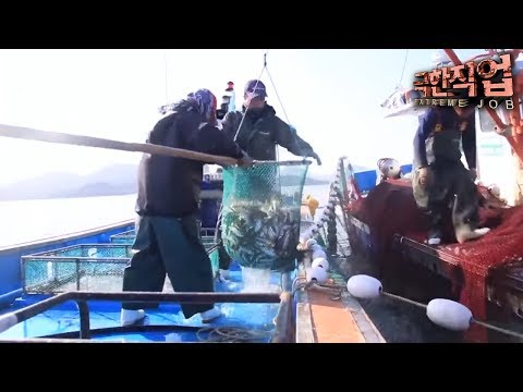 극한직업 - Extreme JOB_서해 바다의 진미- 전어와 꽃게_#002