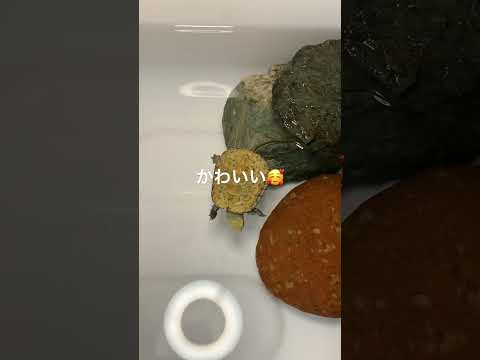 ハイカラーイシガメのタイラーちゃん