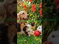 #friendship #story #puppy #pets #cutedog #kids