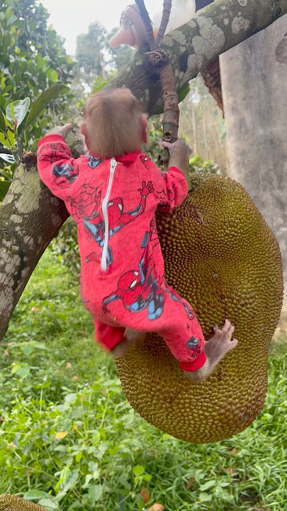 subi doesn't choose fruit but chooses milk,😂🍼