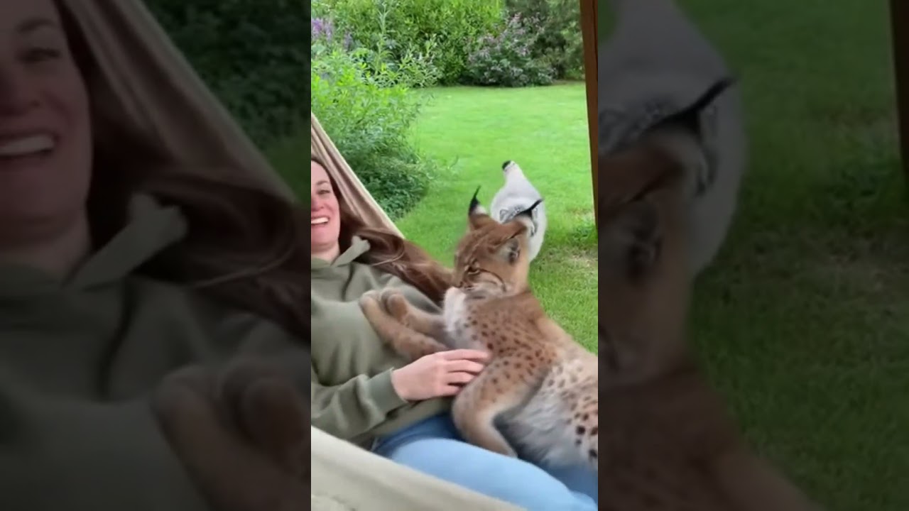 Ревнивый кот Паллас нападает! 😱