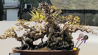 PamLok Bonsai \u0026 suiseki Kuningan.Best 10 kelas prospek