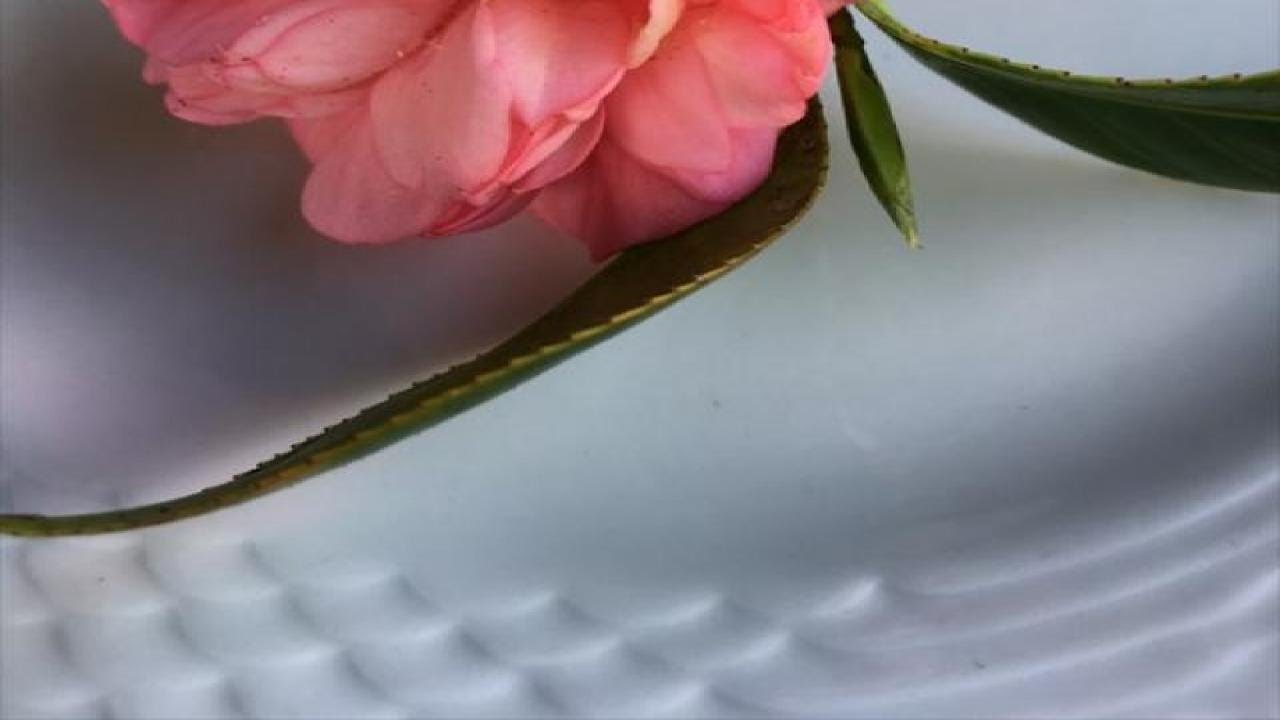 11-3907 OLD VOLCANO RD, VOLCANO, HI Presented by Gwen Herrington.