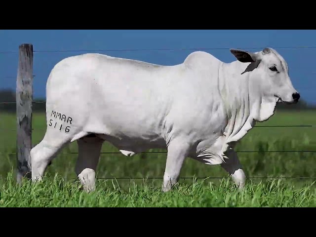 LOTE 8   MMAR 5116