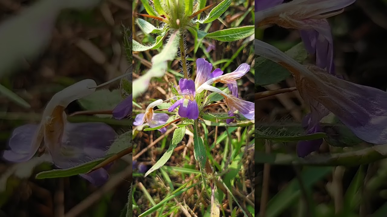 Hygrophila auriculata(Acanthaceae fam.) 
