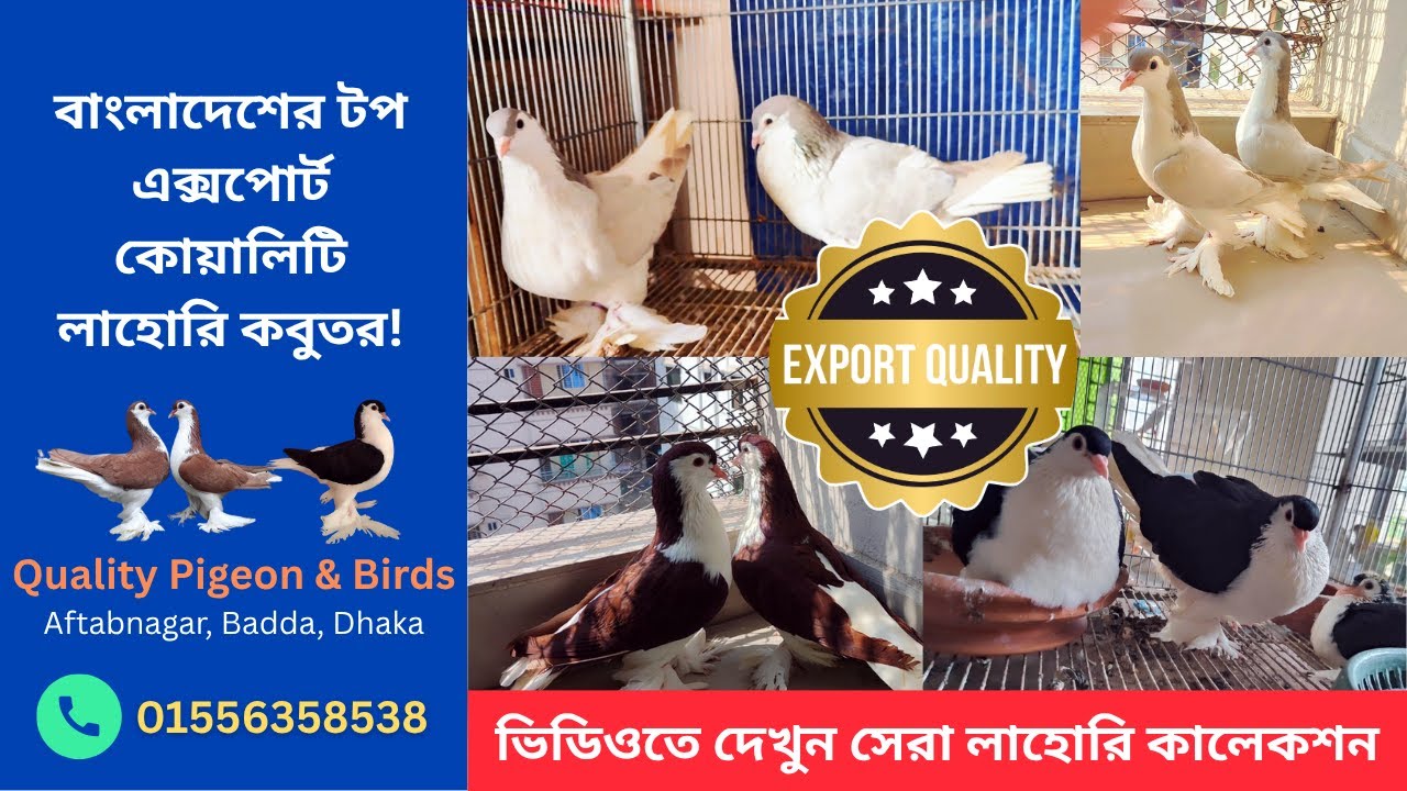 এক্সপোর্ট কোয়ালিটির লাহোরি কবুতরের কালেকশন | Lahore Pigeon Breeding Secrets from a Top Breeder!