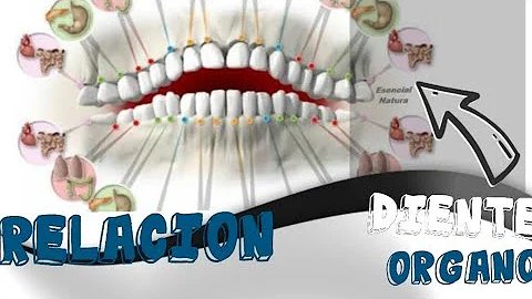 ¿Qué órganos están conectados a qué dientes?