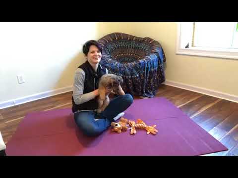 Solving play biting, preventing aggression, and building your relationship with a young service dog.