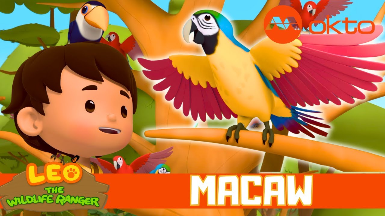 TALKING MACAWS 🦜 Follow Me Adventure 🌳 | Leo the Wildlife Ranger Spinoff S7E08 | @mediacorpokto