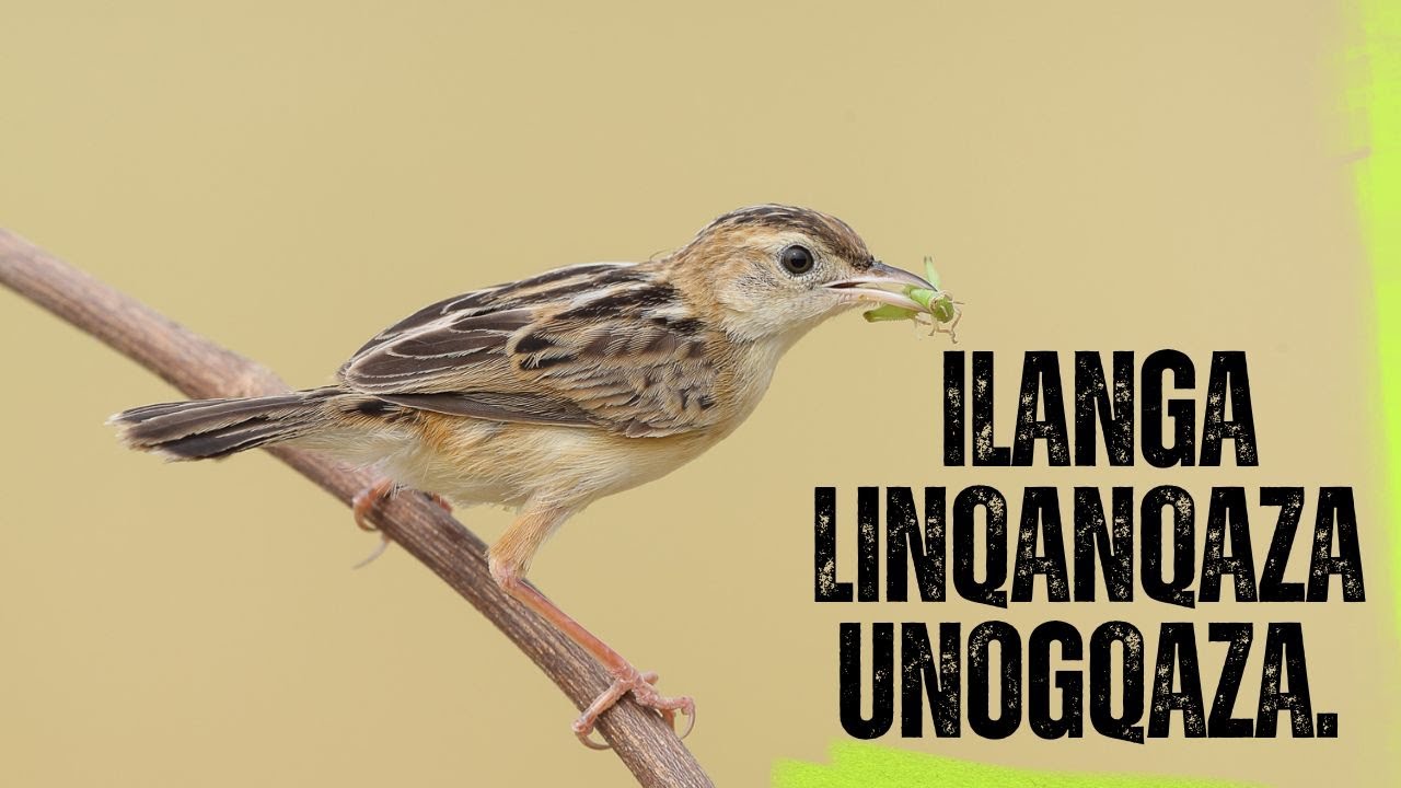 ISIQENDU 06 - IZACI NAMAQHALO - ILANGA LINQANQAZA UNOGQAZA