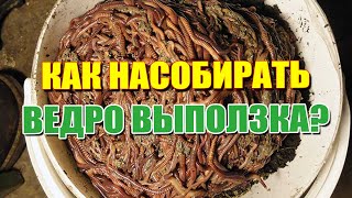 Как насобирать ведро выползка. Где живет выползок