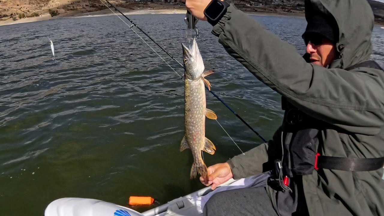 Bir Turna hikayesi. Ekim 2024